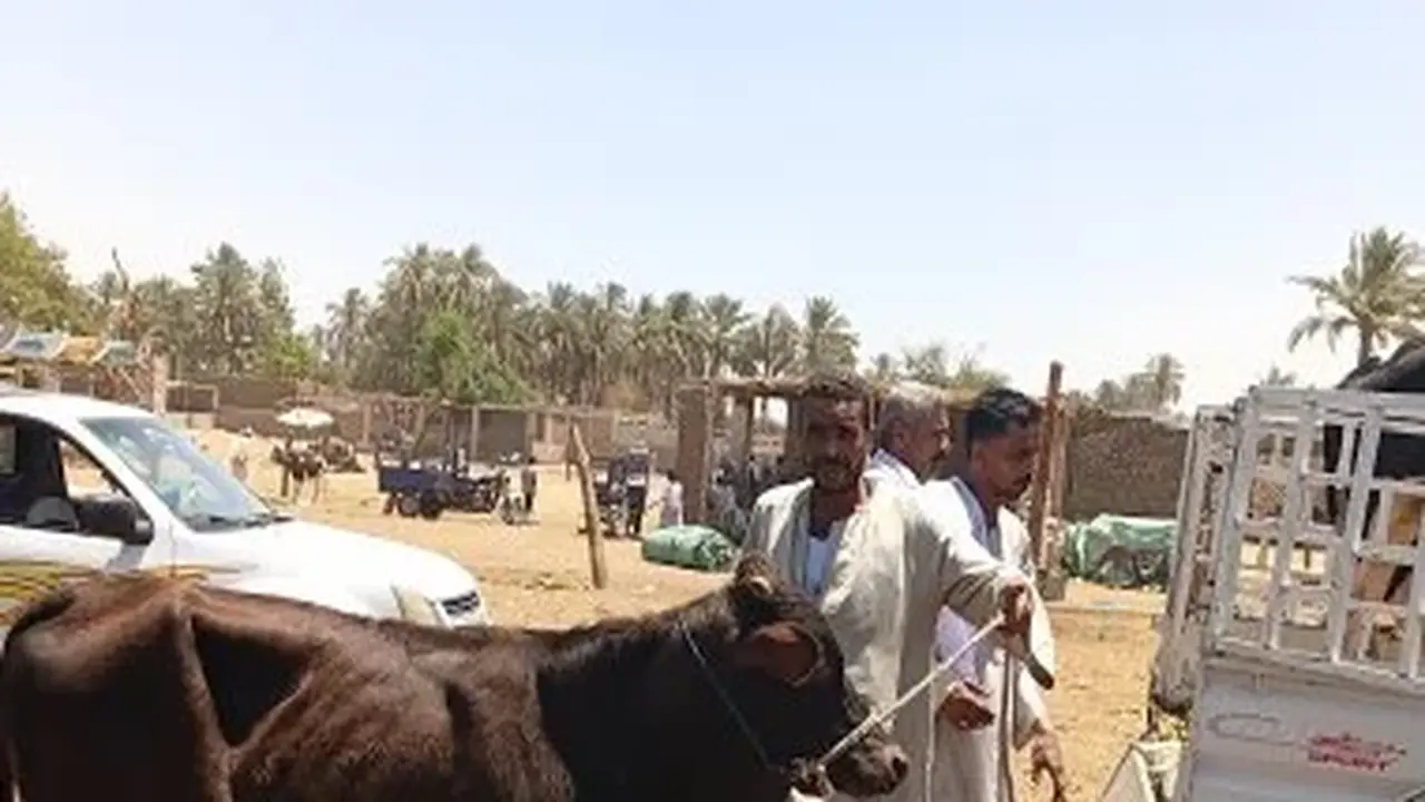 استقرار أسعار الأضاحي في سوق دراو بأسوان مع اقتراب عيد الأضحى المبارك